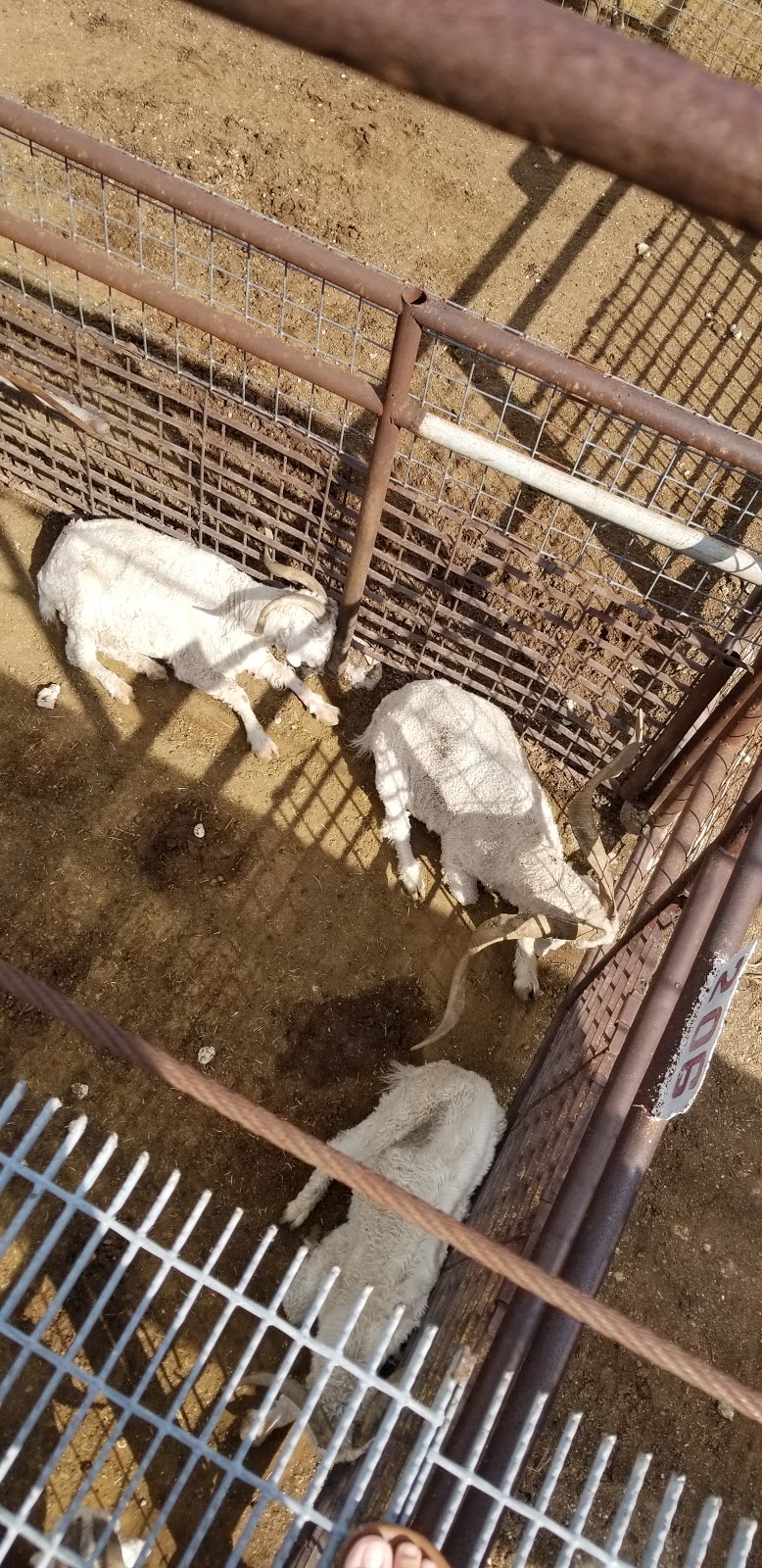 Stockmans Restaurant | restaurant | 1131 N Bell St, San Angelo, TX 76903, USA | 3256533371 OR +1 325-653-3371