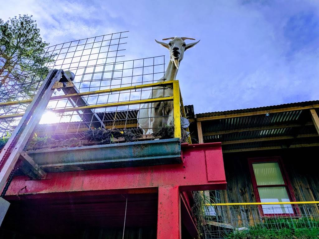 Goats On The Roof | restaurant | 3026 US-441, Tiger, GA 30576, USA | 7067822784 OR +1 706-782-2784