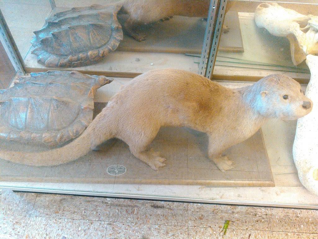 Boudin King Restaurant | restaurant | 906 W Division St, Jennings, LA 70546, USA | 3378246593 OR +1 337-824-6593