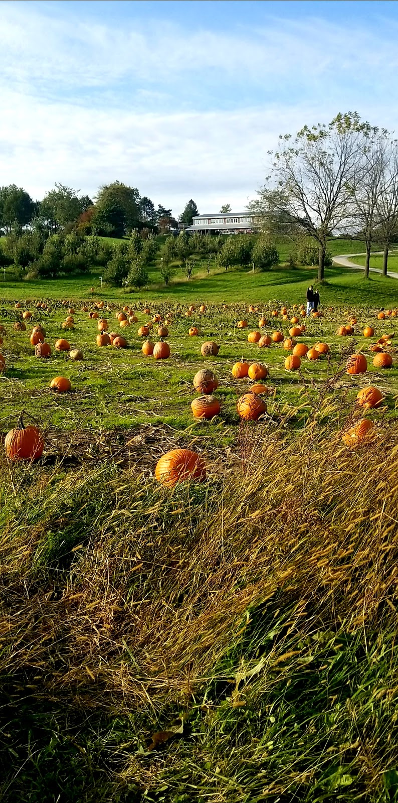 Wilsons Orchard & Farm | bakery | 4823 Dingleberry Rd NE #1, Iowa City, IA 52240, USA | 3193545651 OR +1 319-354-5651