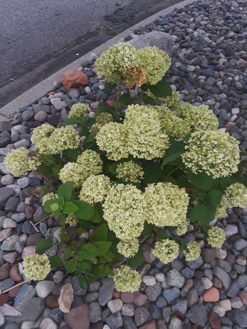 Culvers | restaurant | 125 Marie Ave E, West St Paul, MN 55118, USA | 6514571870 OR +1 651-457-1870