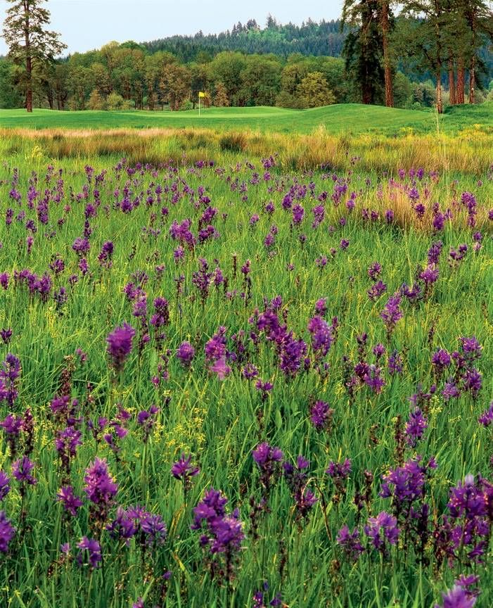 Mallard Creek RV Resort | restaurant | 31958 Bellinger Scale Rd, Lebanon, OR 97355, USA | 5412594653 OR +1 541-259-4653