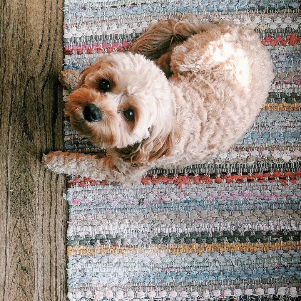 Tonys Burrito Méx | restaurant | 1957 W Belmont Ave, Chicago, IL 60657, USA | 7738324896 OR +1 773-832-4896