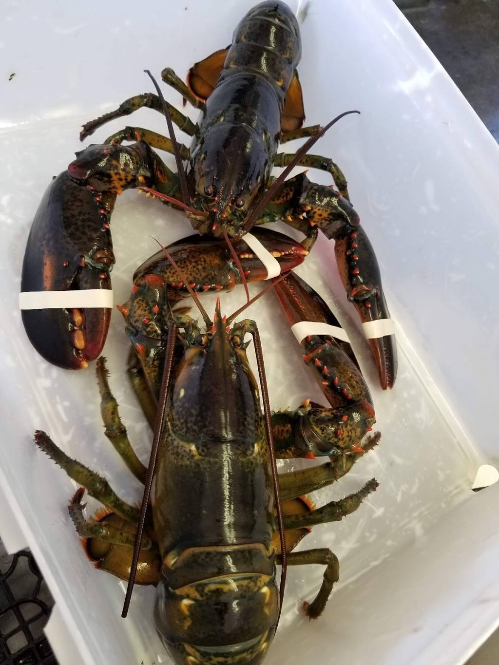 Five Islands Lobster Co | restaurant | 1447 5 Islands Rd, Georgetown, ME 04548, USA | 2073712990 OR +1 207-371-2990