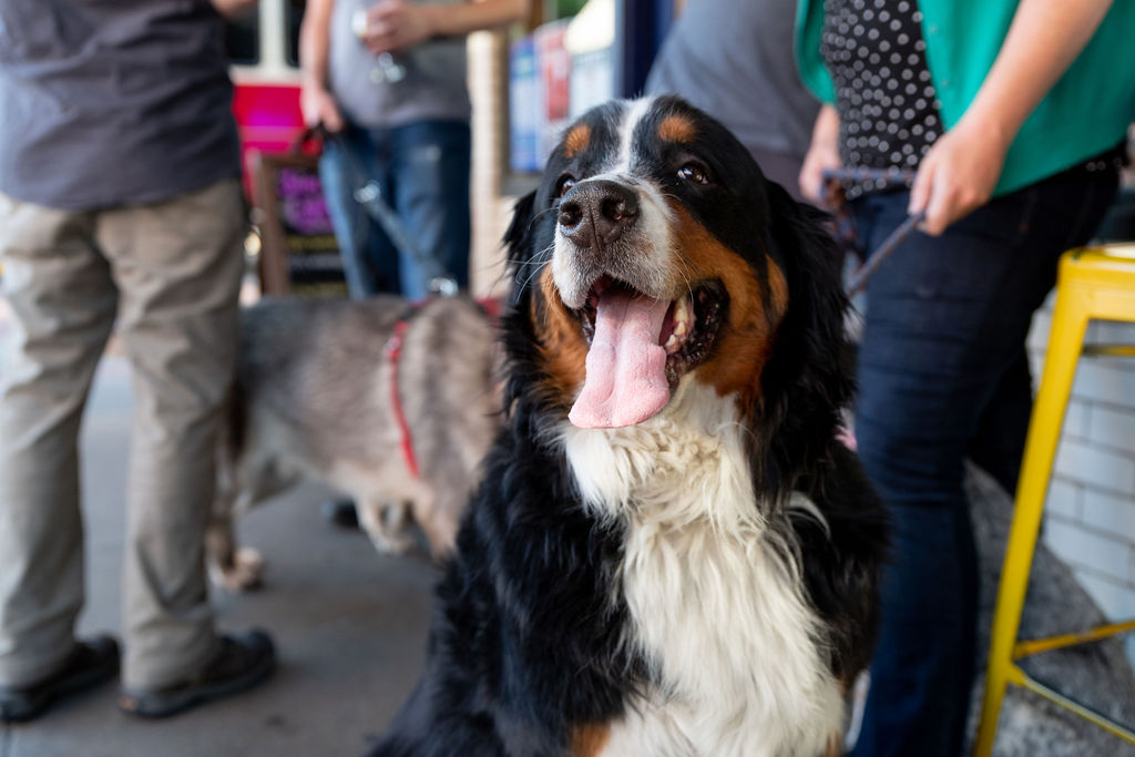 Three Notchd Craft Kitchen and Brewery - Roanoke | restaurant | 24 Campbell Ave SE, Roanoke, VA 24011, USA | 5404925005 OR +1 540-492-5005