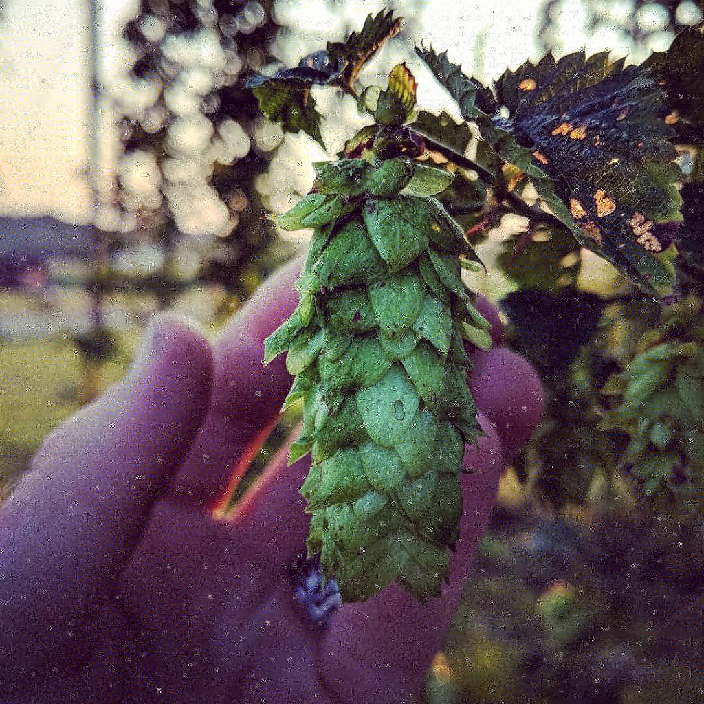 6th Meridian Hop Farm | restaurant | 4200 Alphonse Rd, Yankton, SD 57078, USA | 6056108249 OR +1 605-610-8249