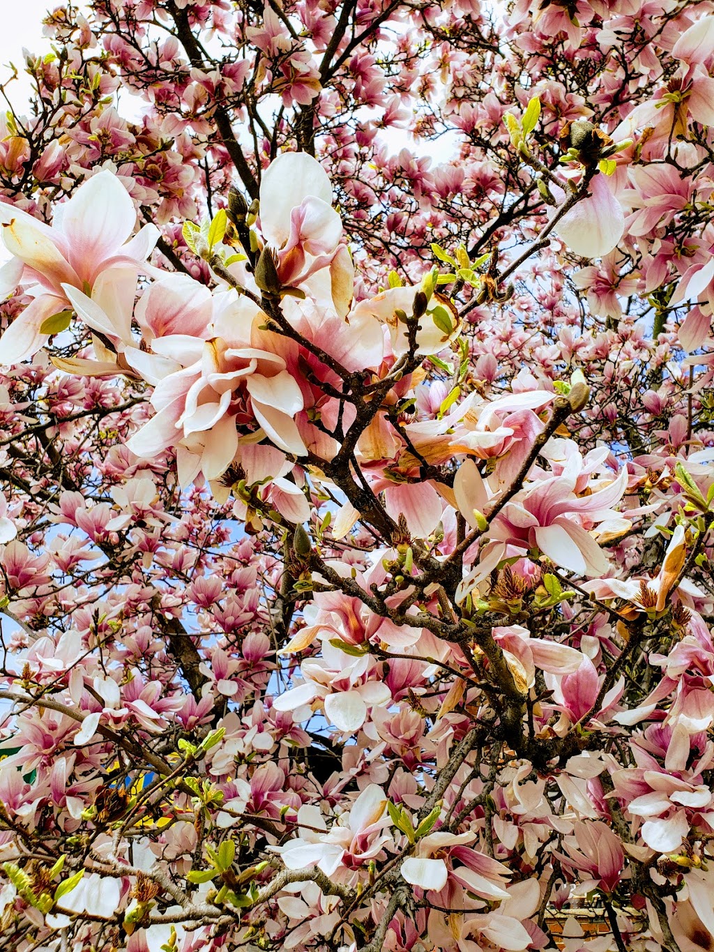 Al Kareem Grocery and Halal Meat | restaurant | 1059 Allerton Ave, Bronx, NY 10469, USA | 7185190955 OR +1 718-519-0955