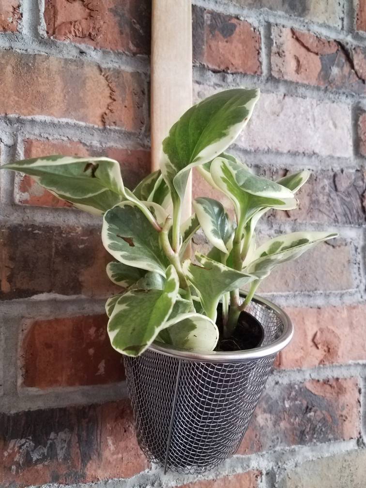 Maple Thai Eatery | restaurant | 3602 36th Ave, Astoria, NY 11106, USA | 7187070407 OR +1 718-707-0407