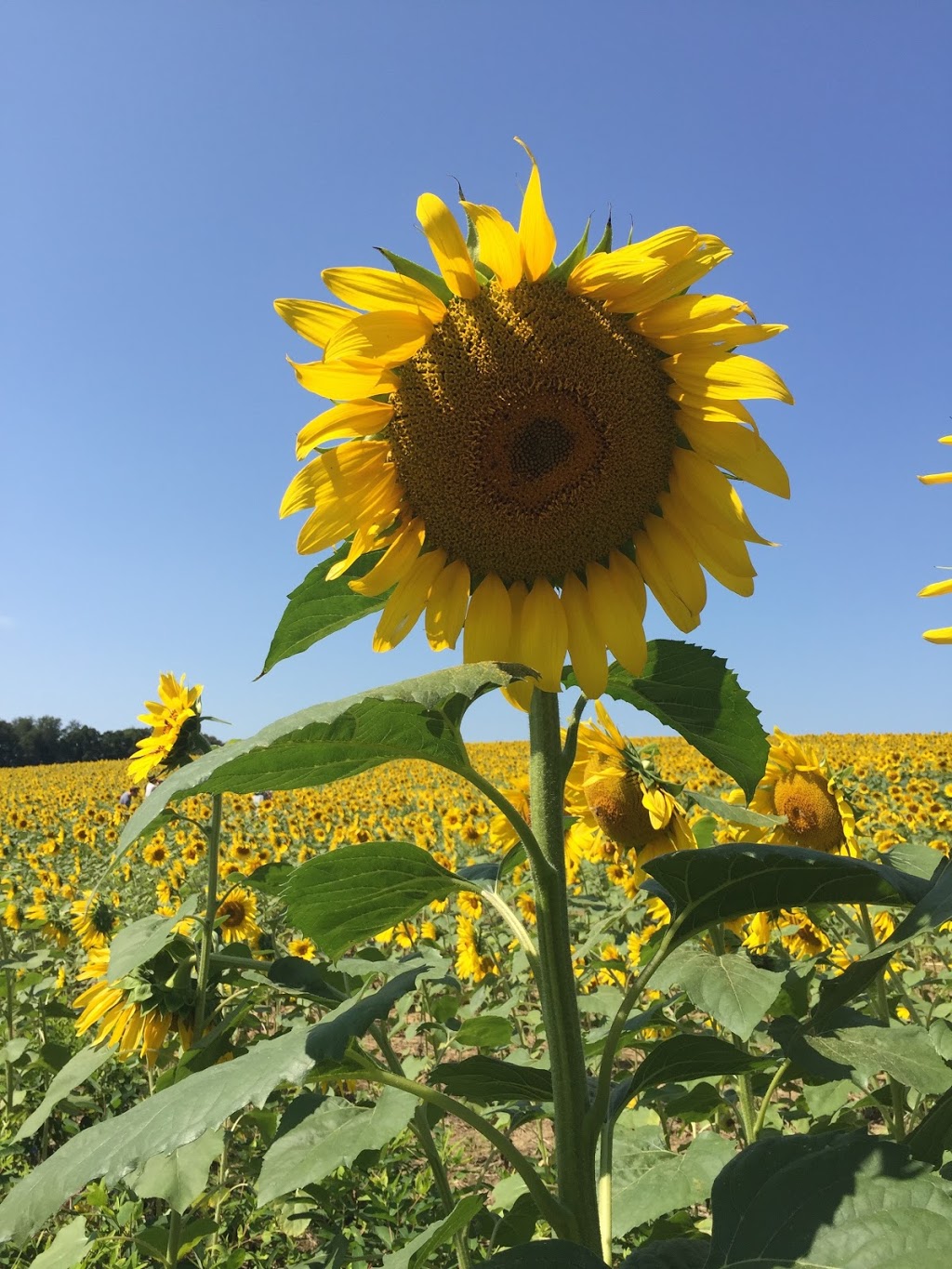 Royal Farms | meal takeaway | 3209 Jarrettsville Pike, Monkton, MD 21111, USA | 4106923082 OR +1 410-692-3082