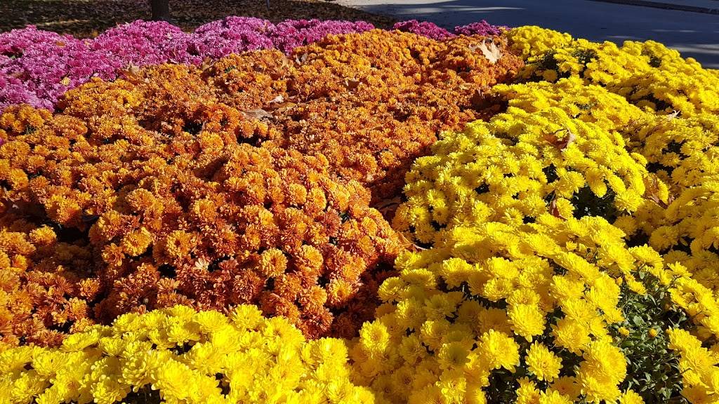 Mye Japanese Restaurant | restaurant | 143 Church St, Oakville, ON L6J 1N1, Canada | 9058498989 OR +1 905-849-8989