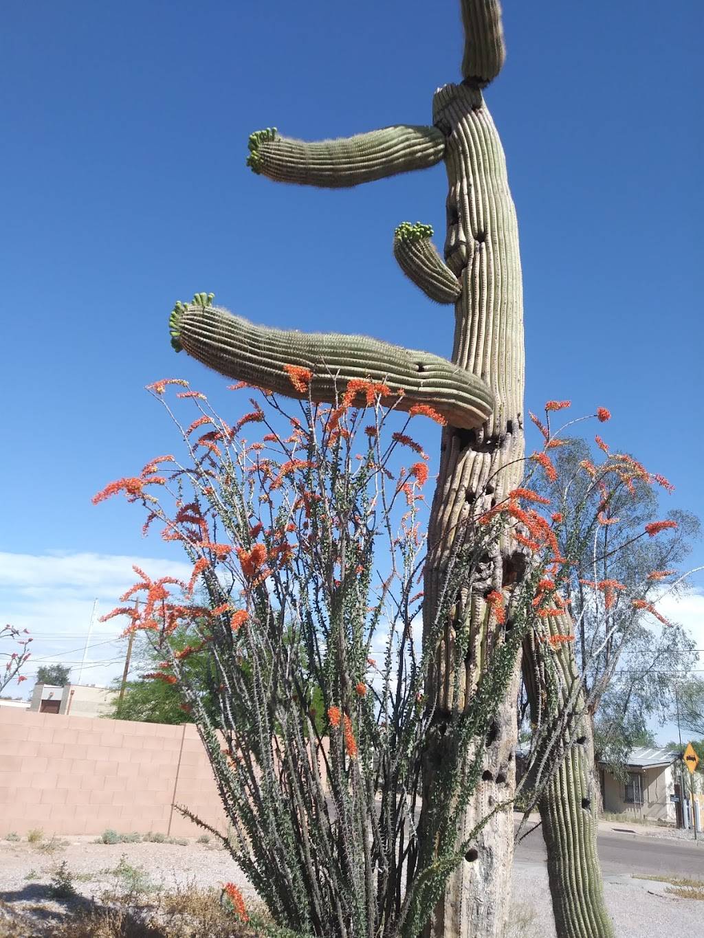 Popeyes Louisiana Kitchen | restaurant | 7111 E 22nd St, Tucson, AZ 85710, USA | 5208861600 OR +1 520-886-1600