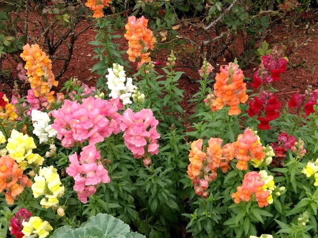 Joyces Seafood & Steaks | restaurant | 6415 San Felipe St, Houston, TX 77057, USA | 7139759902 OR +1 713-975-9902