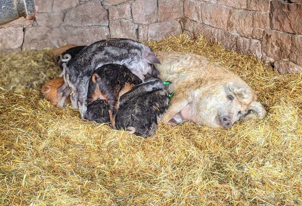 Elizabeth Farms | restaurant | 262 Hopeland Rd, Lititz, PA 17543, USA | 7176268733 OR +1 717-626-8733