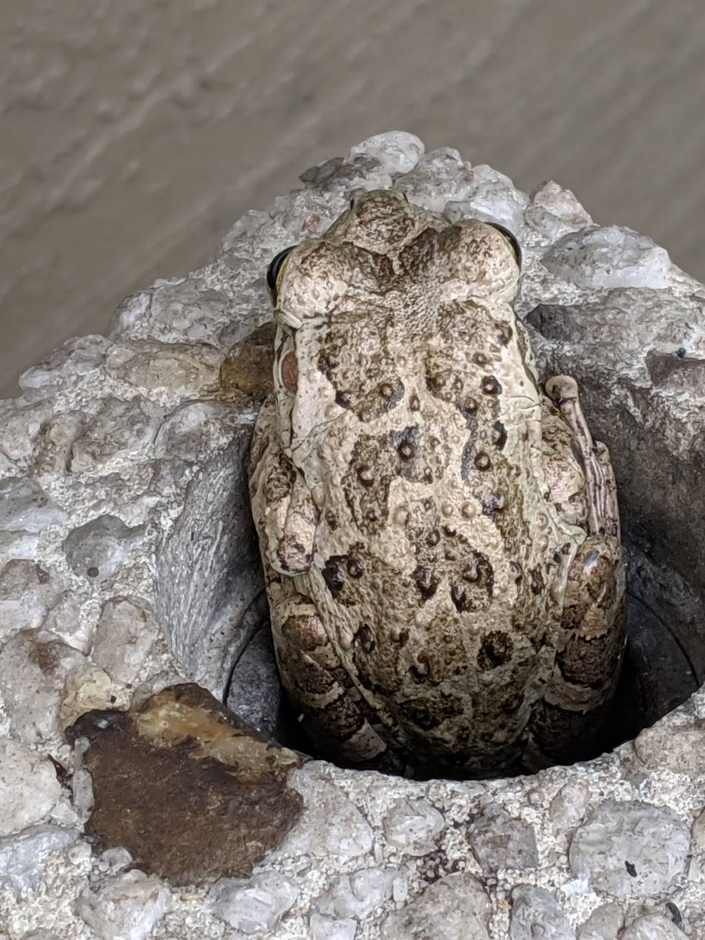 McDonalds | cafe | 401 Avalon Park S Blvd, Orlando, FL 32828, USA | 4073826133 OR +1 407-382-6133