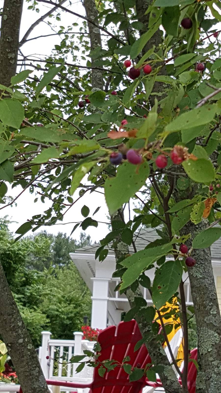 Anthonys on the Green | restaurant | 212 Prentice St, Holliston, MA 01746, USA | 5084294848 OR +1 508-429-4848