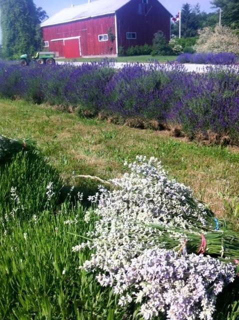 Serenity Lavender Farm Inc | restaurant | 130 Essex County Rd 50, Harrow, ON N0R 1G0, Canada | 5197386111 OR +1 519-738-6111