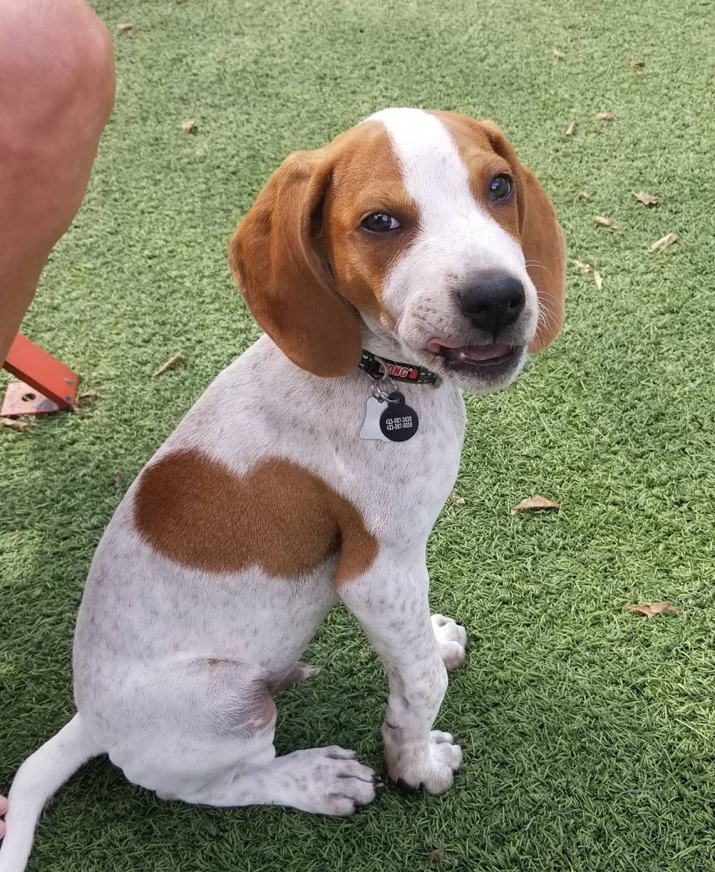 Play Wash Pint | restaurant | 113 Johnson St, Chattanooga, TN 37408, USA | 4236432275 OR +1 423-643-2275