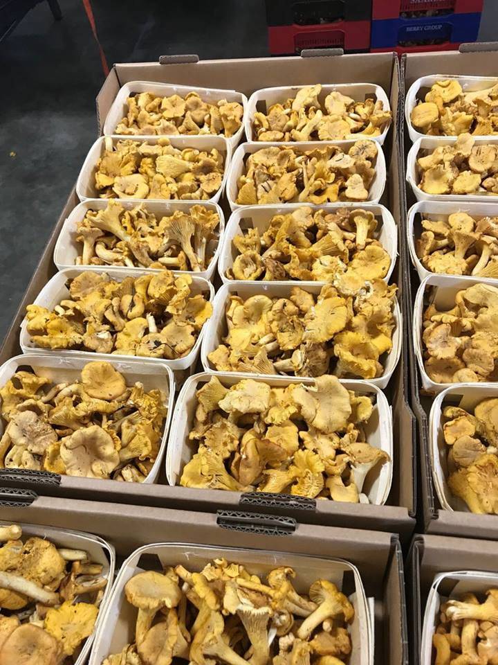 Ludwig Foods, Inc. | restaurant | 1270-1280 Mark St, Elk Grove Village, IL 60007, USA | 8478608646 OR +1 847-860-8646