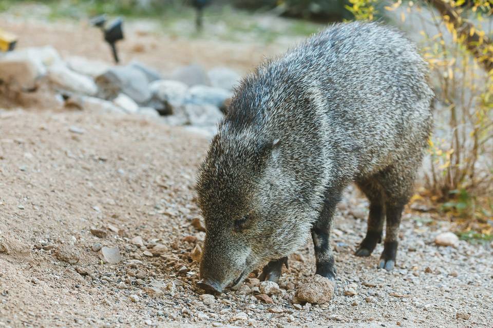 Saguaro Corners Restaurant & Bar | restaurant | 3750 S Old Spanish Trail, Tucson, AZ 85730, USA | 5208862020 OR +1 520-886-2020