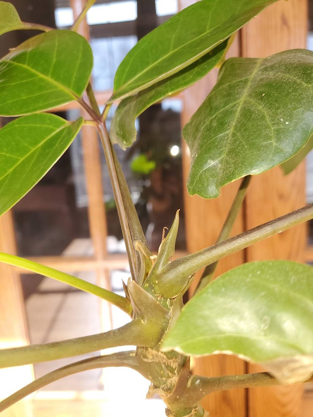 Mings Garden | restaurant | 1046 Main St, Gardendale, AL 35071, USA | 2056317746 OR +1 205-631-7746