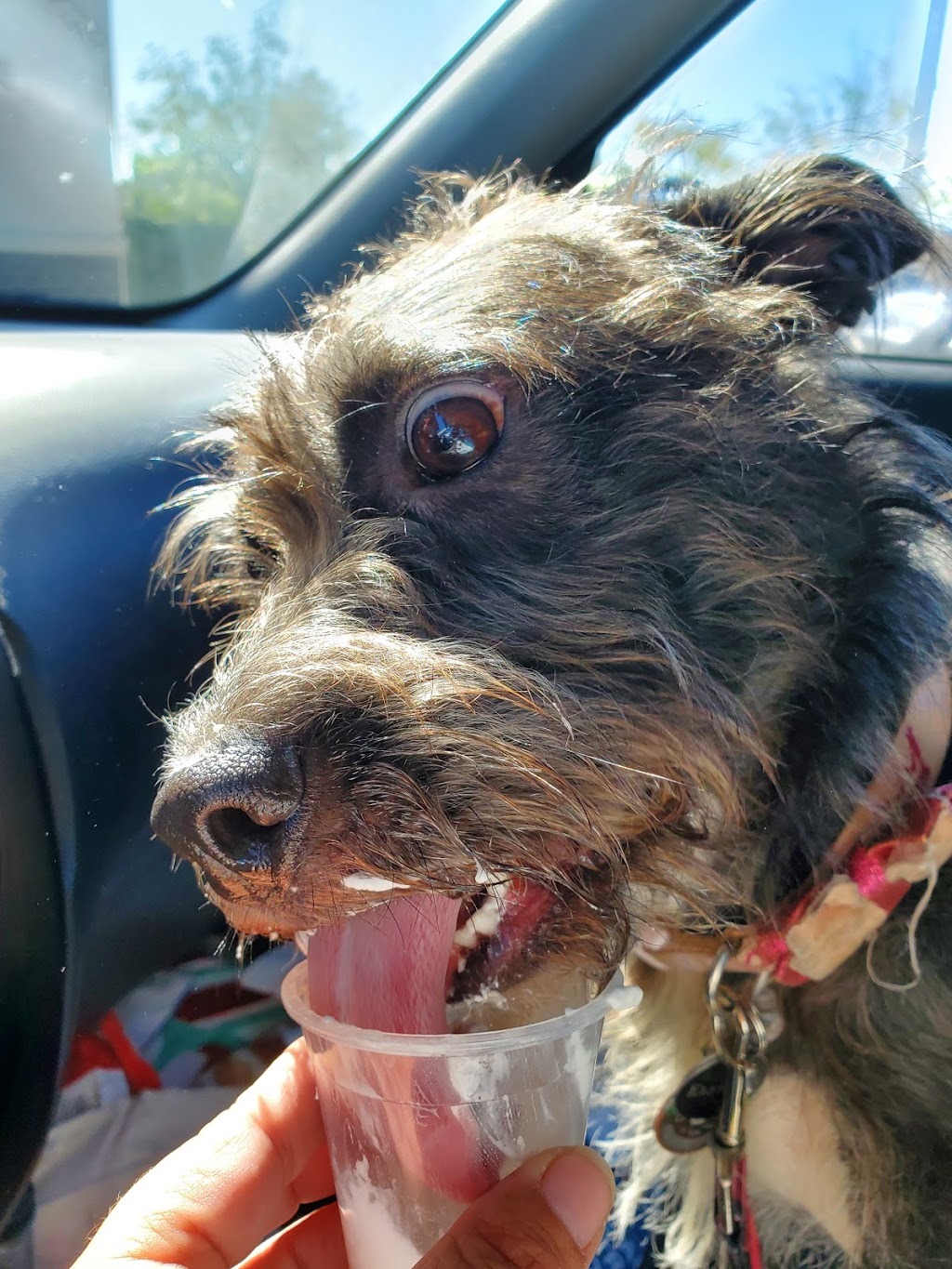 Starbucks | cafe | 1960 Gainsborough Ln, Tallahassee, FL 32311, USA | 8506566368 OR +1 850-656-6368