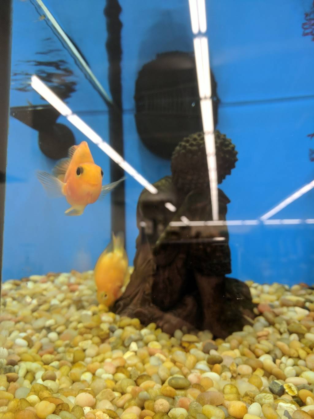 Atlantic Village | shopping mall | 953-990 Atlantic Blvd, Atlantic Beach, FL 32233, USA | 9045987000 OR +1 904-598-7000