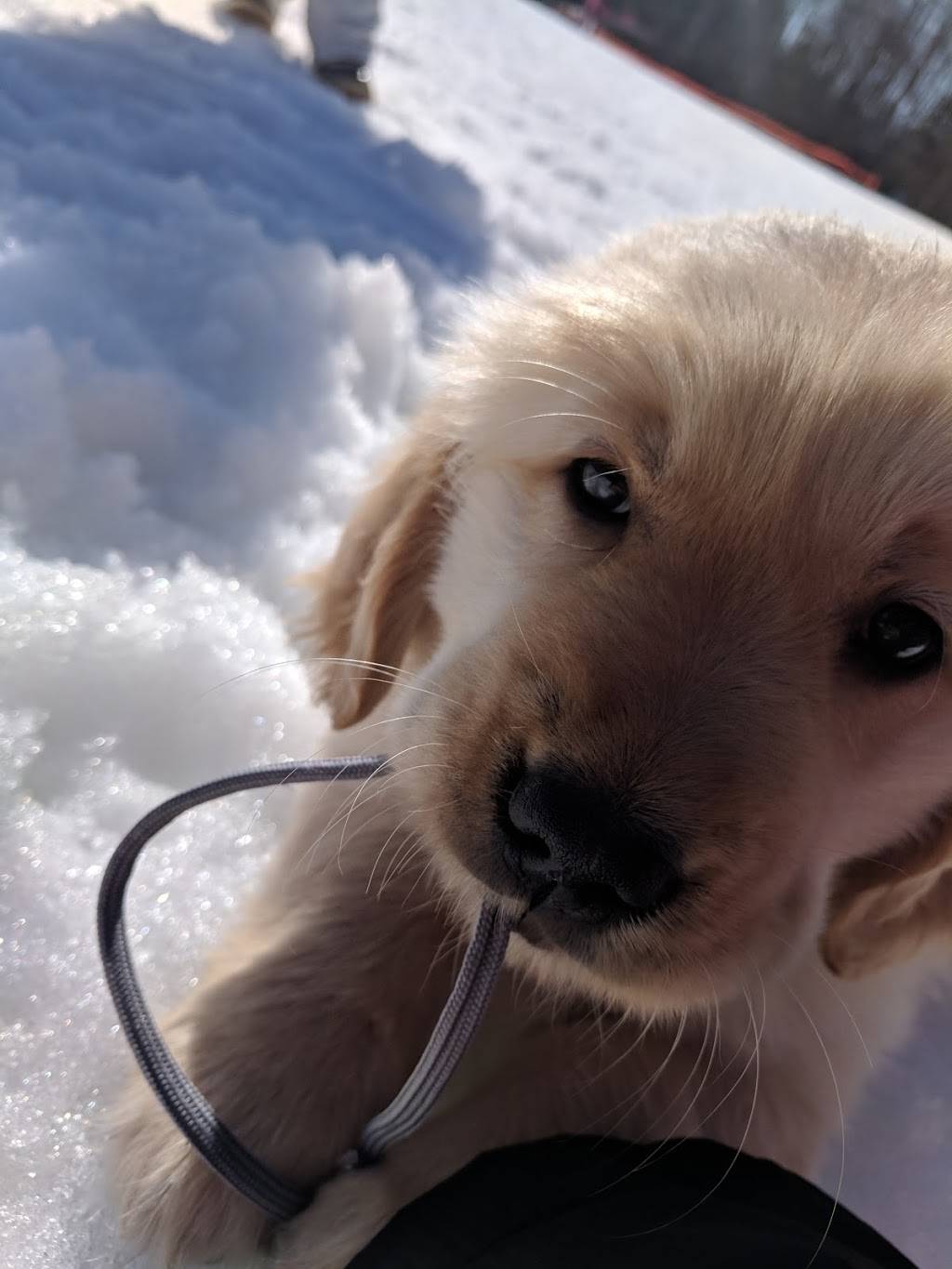 Shanty Creek Resort - Ivan’s Cafe | cafe | 1826 Schuss Mountain Ln, Mancelona, MI 49659, USA | 2315333090 OR +1 231-533-3090