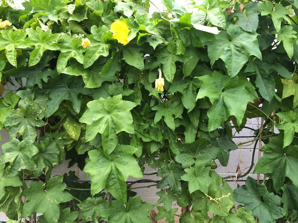 Wasabi Xpress | restaurant | 2838 Washington Rd, Augusta, GA 30909, USA | 7066670034 OR +1 706-667-0034