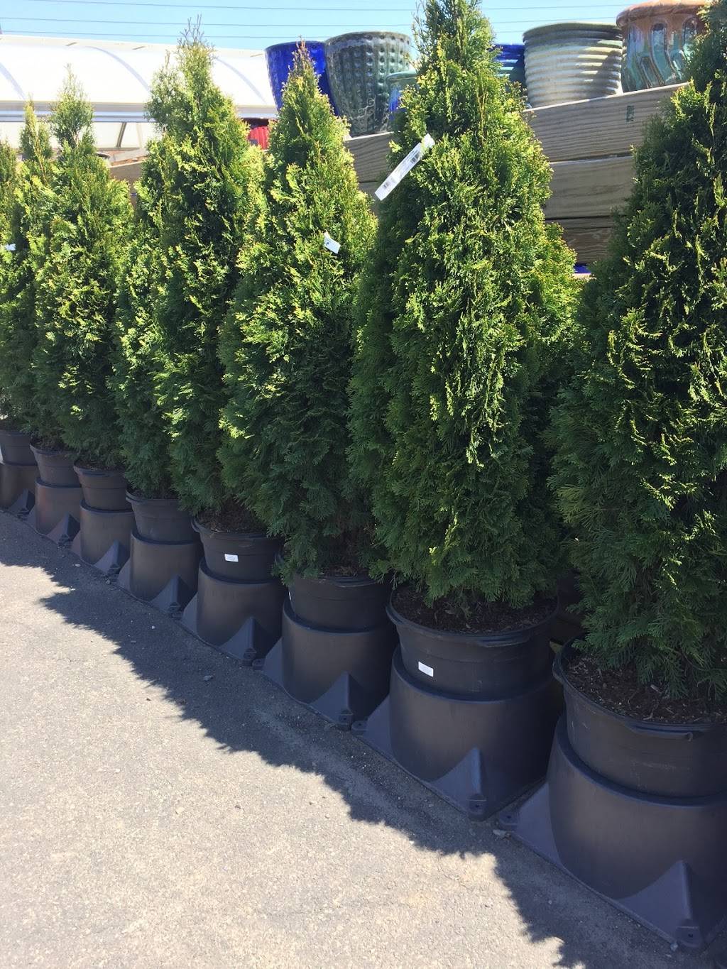 Luis landscaping | restaurant | 323 Lindley Ave, Philadelphia, PA 19120, USA | 2159004099 OR +1 215-900-4099