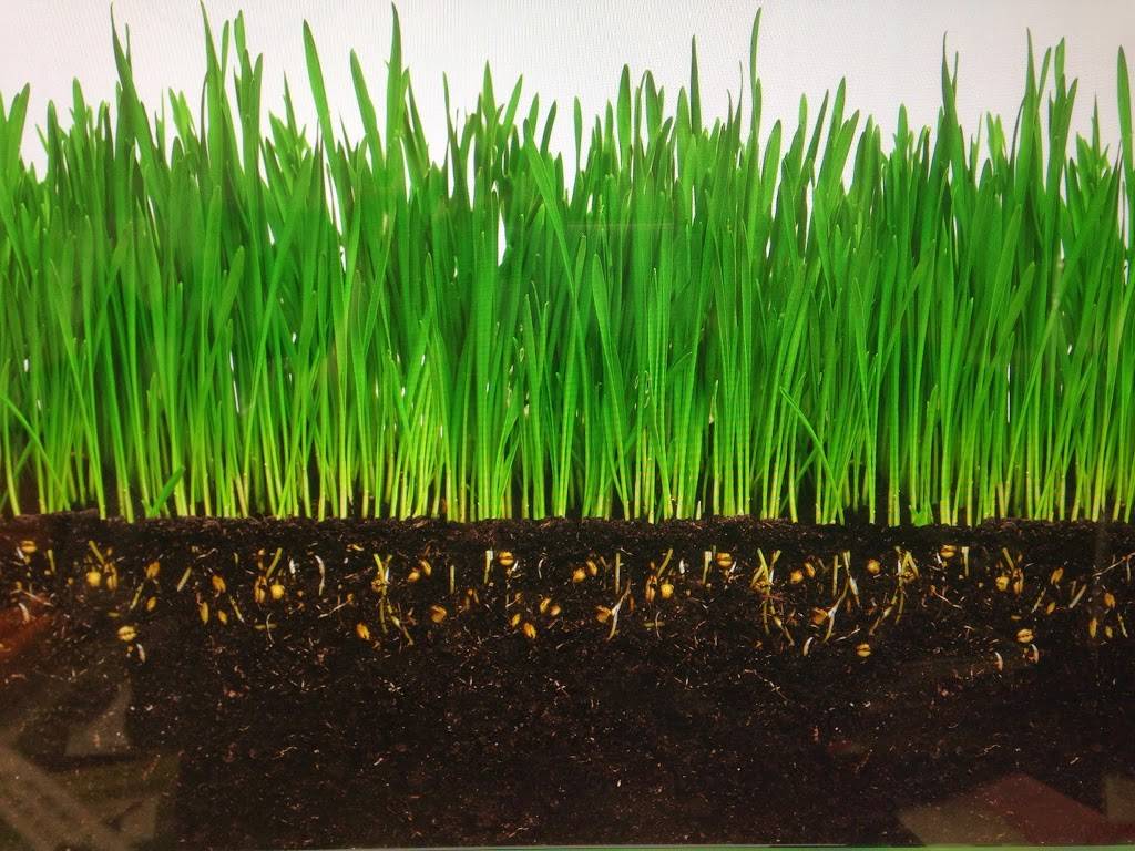 Wheatgrass Depot | restaurant | 858 Phoenix Dr, Ann Arbor, MI 48108, USA | 7342587943 OR +1 734-258-7943