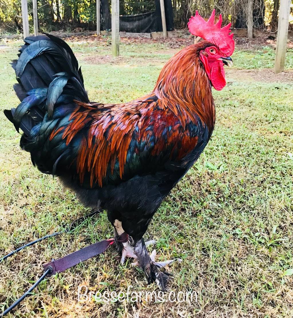 Bresse Farms | restaurant | 1953 MS-345, Pontotoc, MS 38863, USA | 6628715789 OR +1 662-871-5789