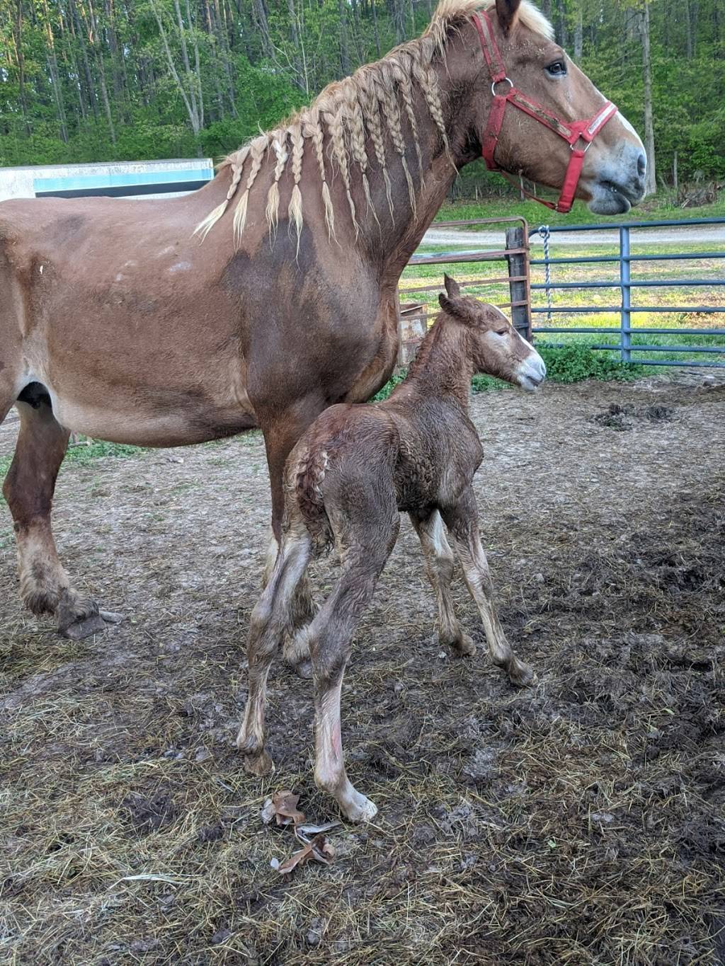 Circle P Farms | restaurant | 500 B Hayes Rd, Bowling Green, KY 42103, USA | 2704215603 OR +1 270-421-5603