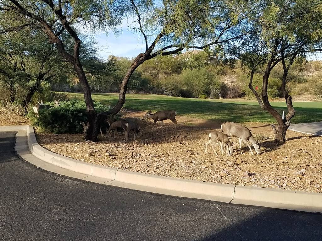 MountainView Country Club at SaddleBrooke Two | restaurant | 38759 S Mountain View Blvd, Tucson, AZ 85739, USA | 5208181000 OR +1 520-818-1000