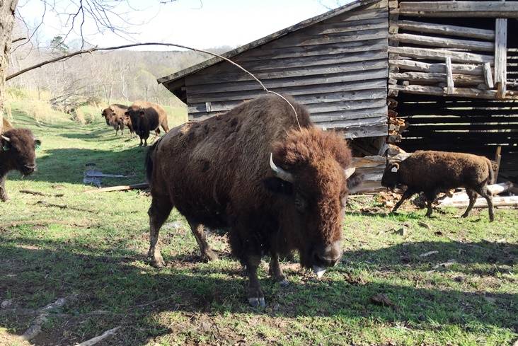 Sunset Ridge Buffalo Farm | restaurant | 465 Yarborough Rd, Roxboro, NC 27574, USA | 3365991297 OR +1 336-599-1297