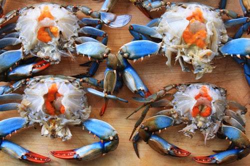 Best Seafood Place | restaurant | 2122 W Colonial Dr, Orlando, FL 32804, USA | 4074259292 OR +1 407-425-9292