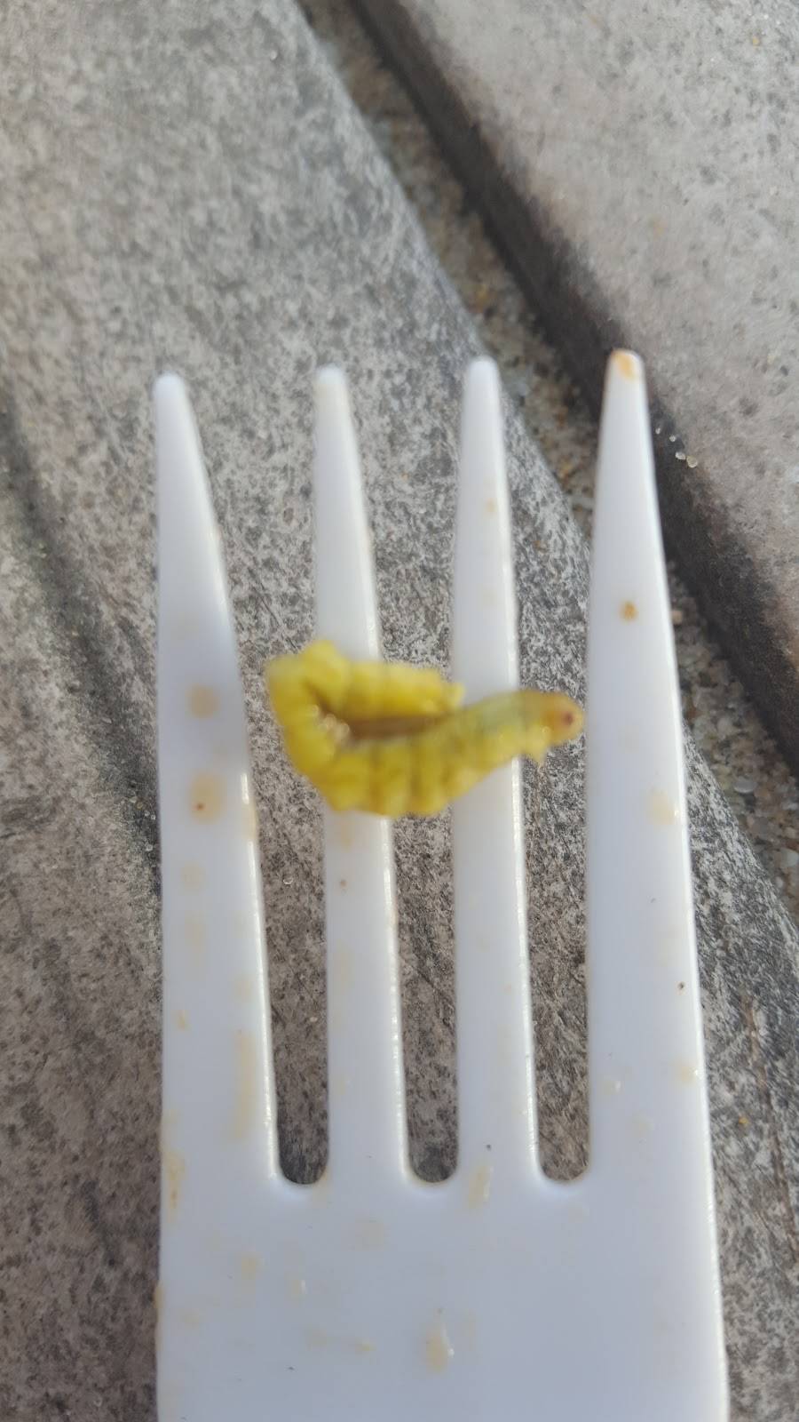 Golden Bowl | restaurant | 15722 Crenshaw Blvd, Gardena, CA 90249, USA | 3103271279 OR +1 310-327-1279