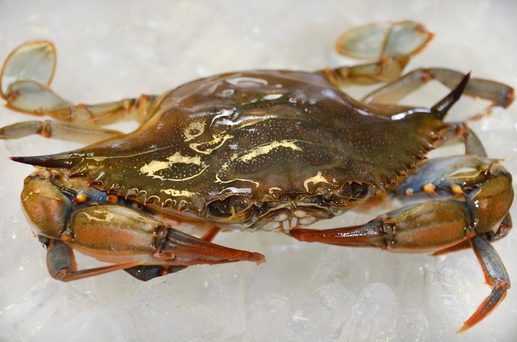 Shoreline Seafood Inc. | restaurant | 1034 Route 3 North, Gambrills, MD 21054, USA | 4107217767 OR +1 410-721-7767