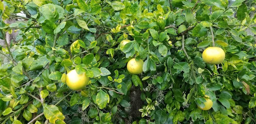 Smoothie King | restaurant | 2708 SW College Rd, Ocala, FL 34474, USA | 3526244001 OR +1 352-624-4001