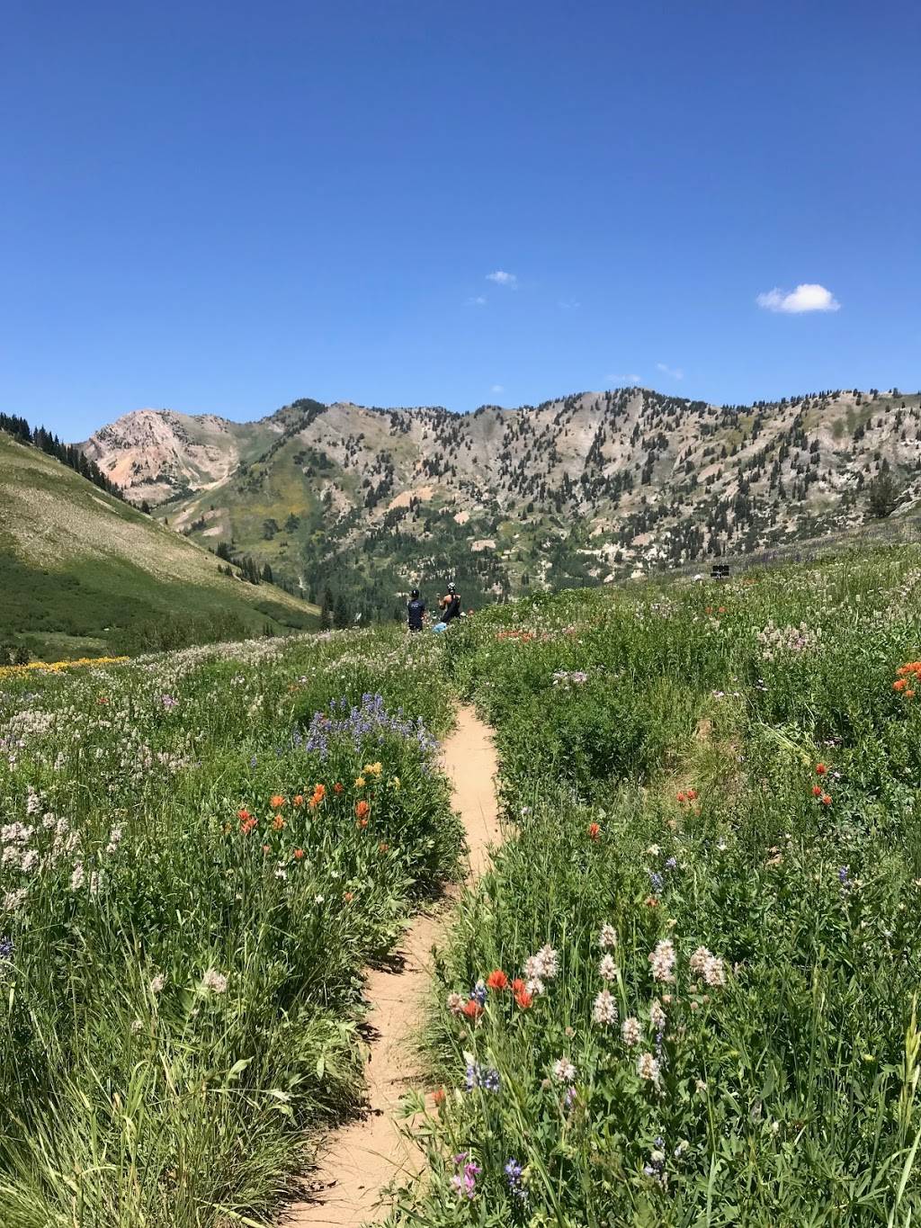 Alfs Restaurant | restaurant | 10202 Little Cottonwood Canyon Rd, Alta, UT 84092, USA | 8017992295 OR +1 801-799-2295