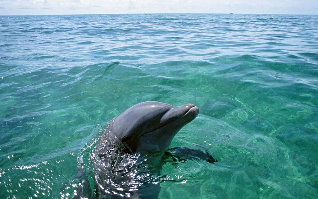 Subway Restaurants | restaurant | 8019 W Hillborough Ave, Commons Unit A, Tampa, FL 33615, USA | 8138887777 OR +1 813-888-7777