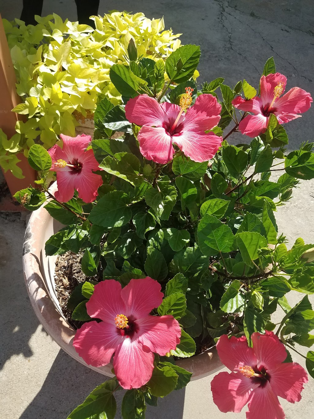 Los Carlos Restaurant & Cantina | restaurant | 202 Robinson St, Miles, TX 76861, USA | 3254685105 OR +1 325-468-5105