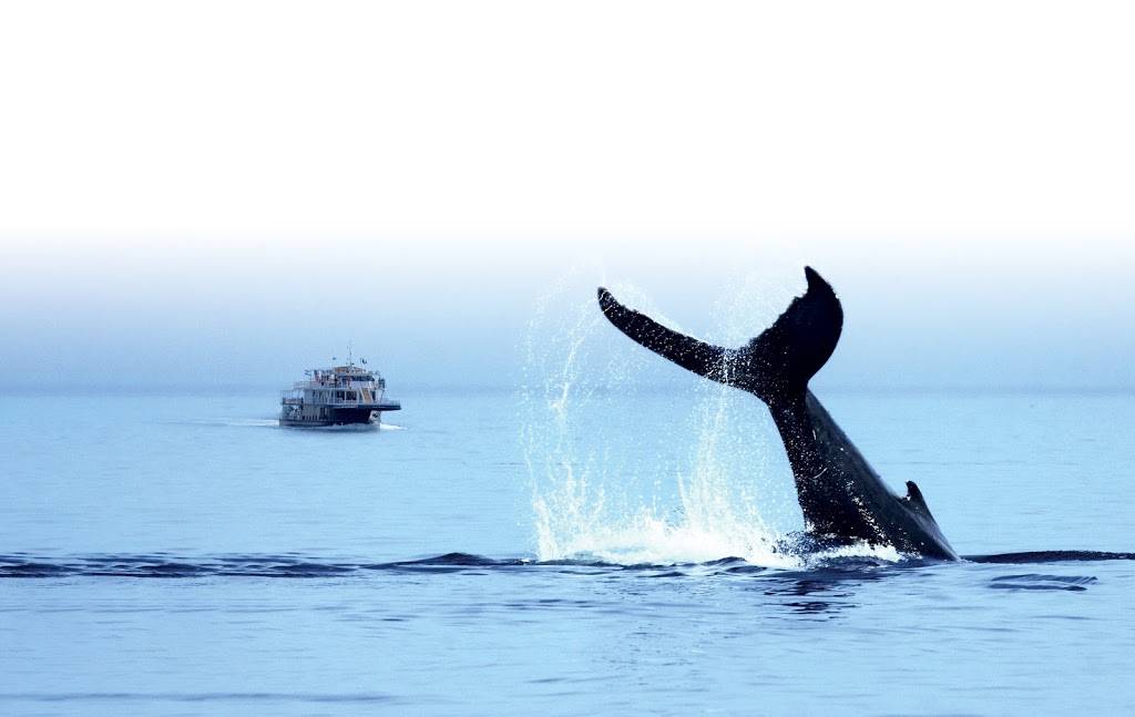 Croisières AML | restaurant | 124 Rue Saint-Pierre, Québec, QC G1K 4A7, Canada | 8668566668 OR +1 866-856-6668