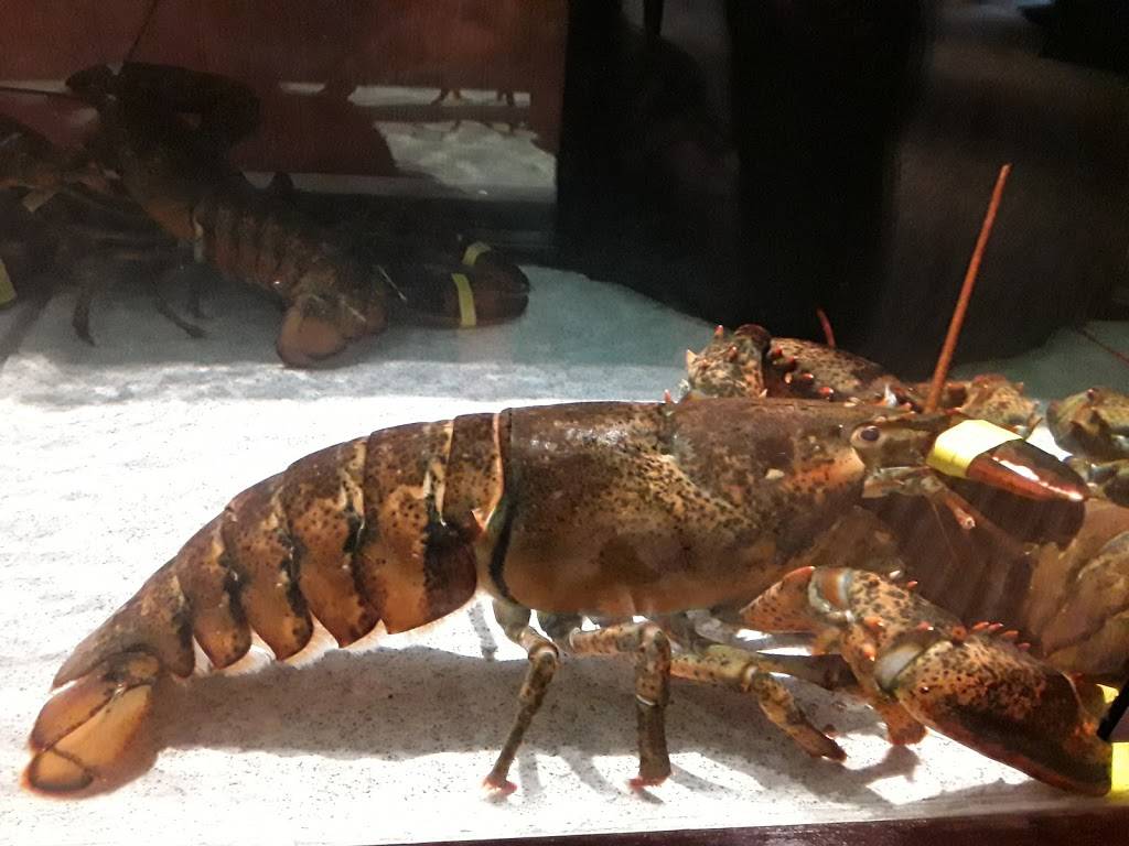 Red Lobster | restaurant | 8040 Kingston Pike, Knoxville, TN 37919, USA | 8656934651 OR +1 865-693-4651