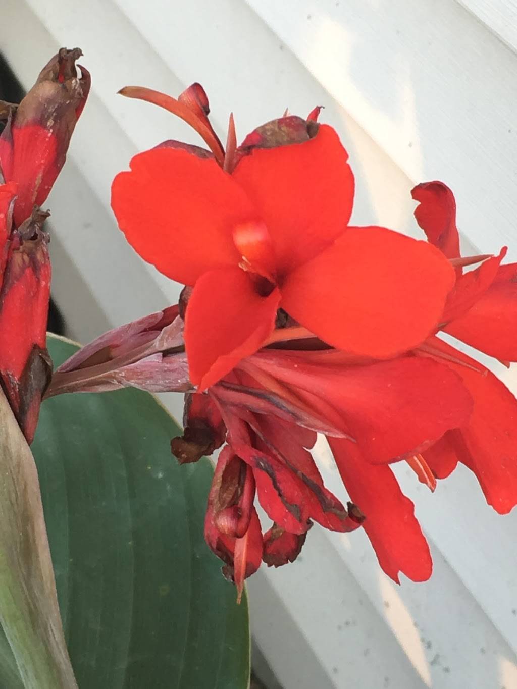 Ice House Drive-In | restaurant | 1111 7th Ave, Belle Plaine, IA 52208, USA | 3194444444 OR +1 319-444-4444