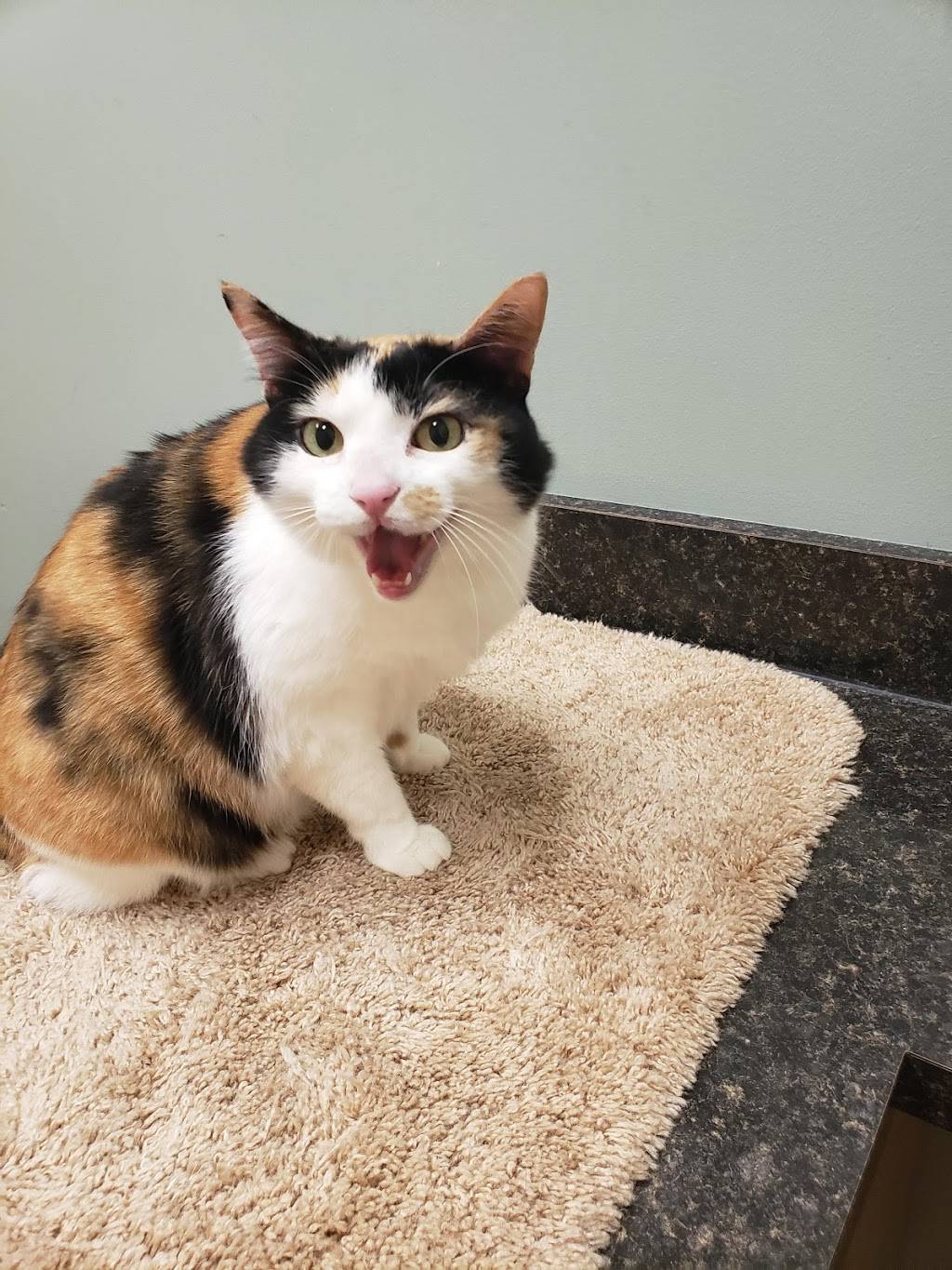 Bojangles Famous Chicken n Biscuits | restaurant | 4701 Hixson Pike, Hixson, TN 37343, USA | 4238777718 OR +1 423-877-7718