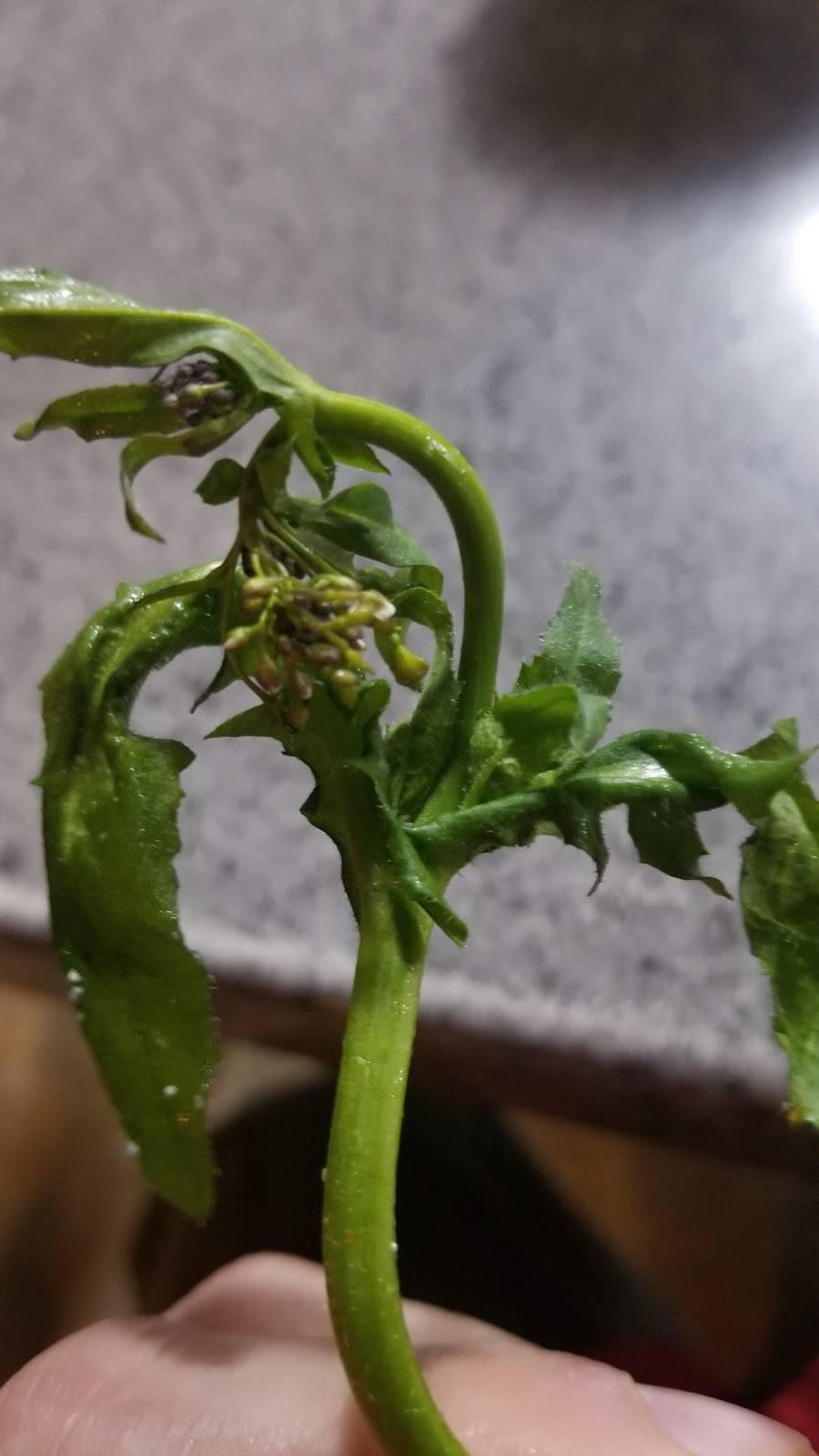 Zoës Kitchen | restaurant | 225 Country Club Park, Birmingham, AL 35213, USA | 2058710060 OR +1 205-871-0060