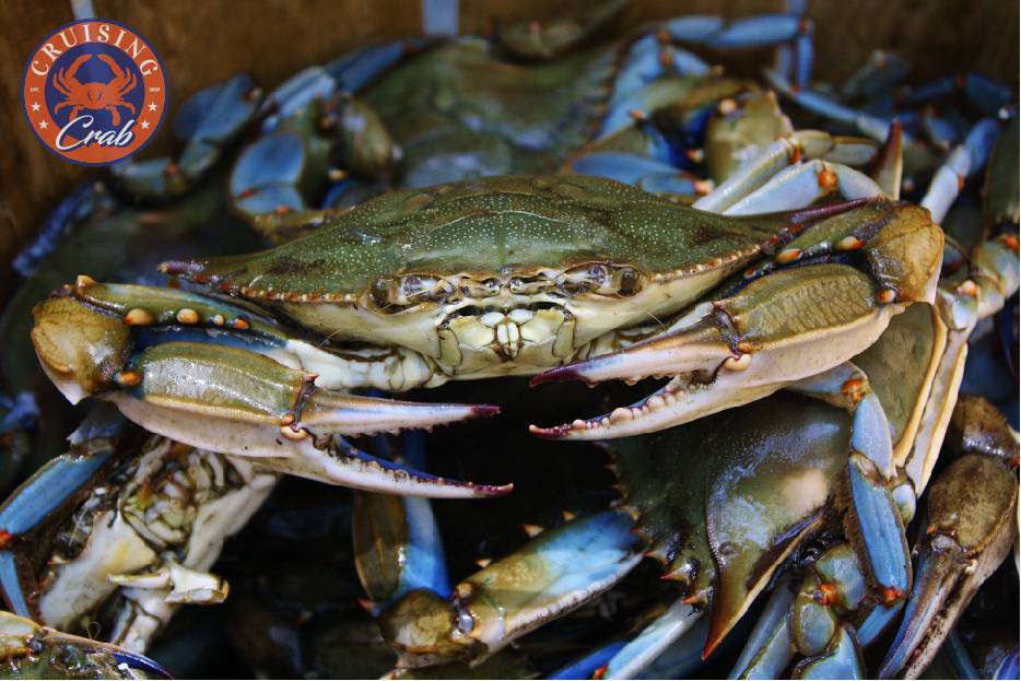 Cruising Crab | restaurant | 11131 Pulaski Hwy, White Marsh, MD 21162, USA | 4109800018 OR +1 410-980-0018