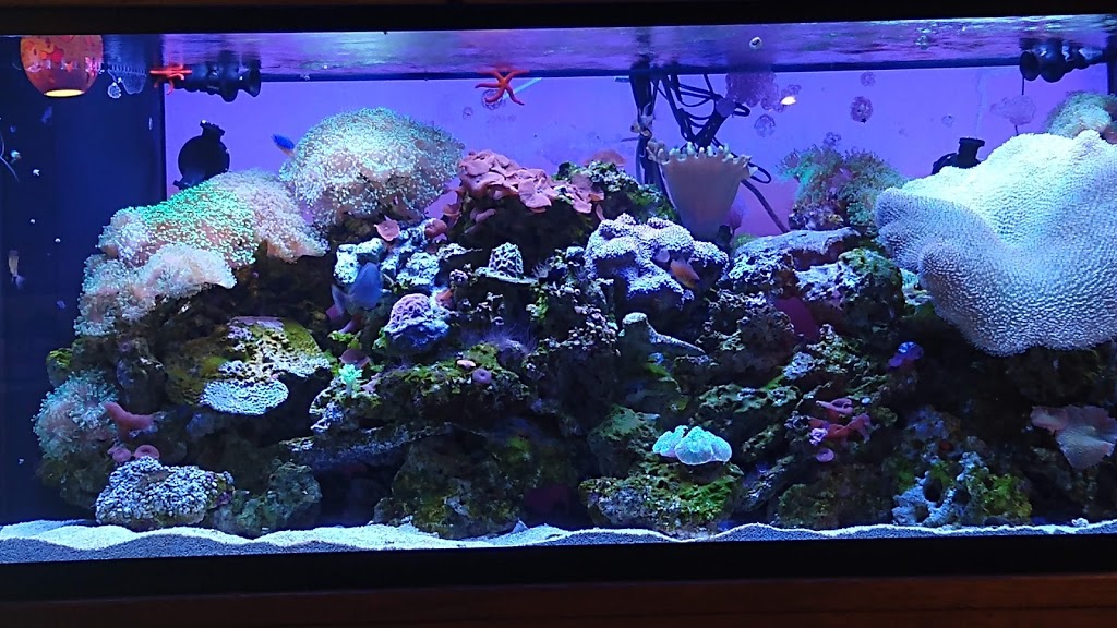 Gordos Northside | restaurant | 1460 Market Street Suite #3-4, Tallahassee, FL 32312, USA | 8507275914 OR +1 850-727-5914