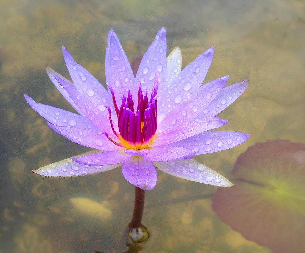 Cafe in the Park | restaurant | 2010 Adams Ln, Sarasota, FL 34237, USA | 9413613032 OR +1 941-361-3032