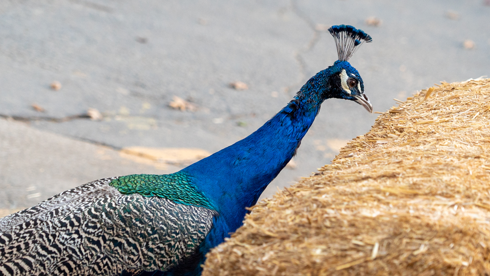 Oak Tree Mountain | bakery | 38480 Oak Glen Rd, Yucaipa, CA 92399, USA | 9097972311 OR +1 909-797-2311